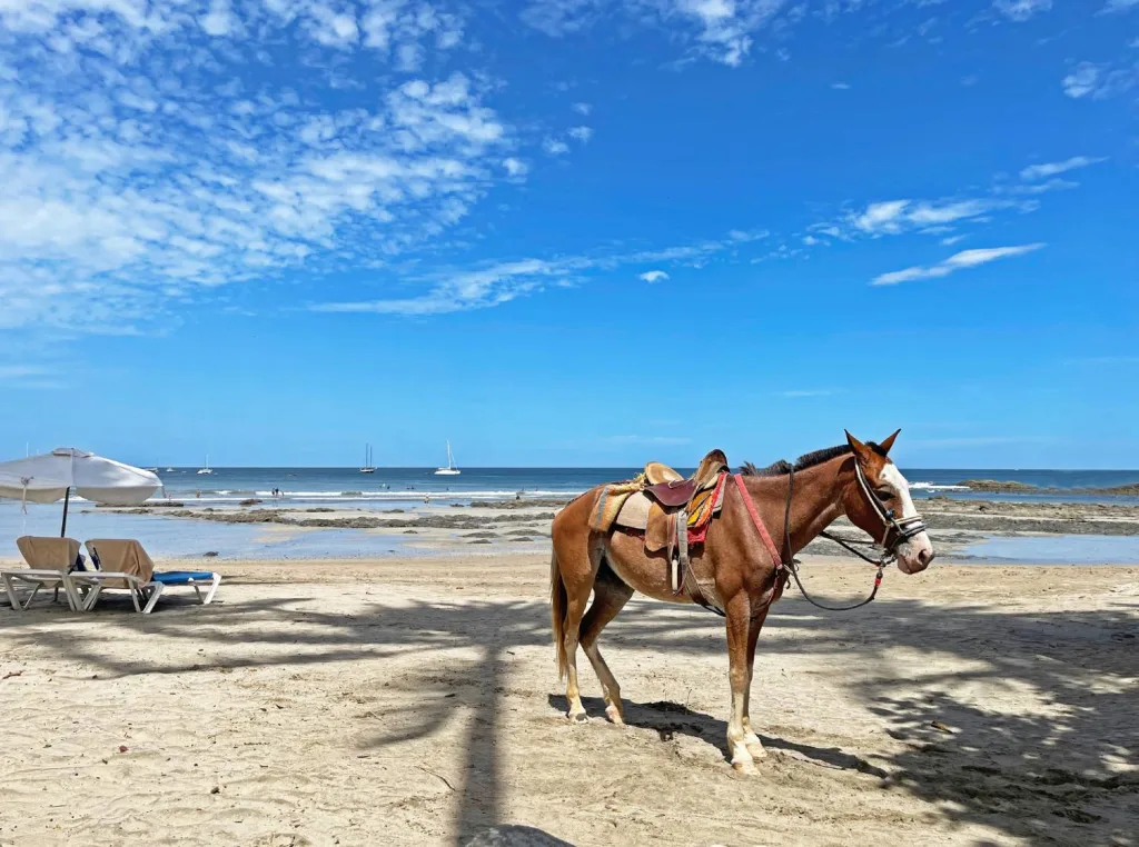 Horse resting in shade under sunny sky, Tamarindo Beach, Costa Rica